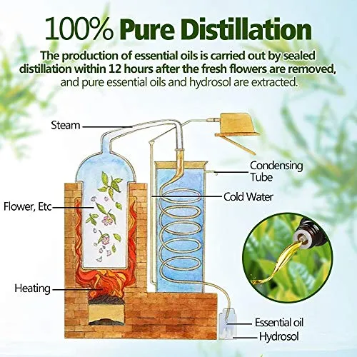Oli Essenziali per Diffusori, Set di olio essenziale 12 x 10 ml, Essenze Naturali olio essenziale,Tea Tree Lavanda Rosmarino Euc
