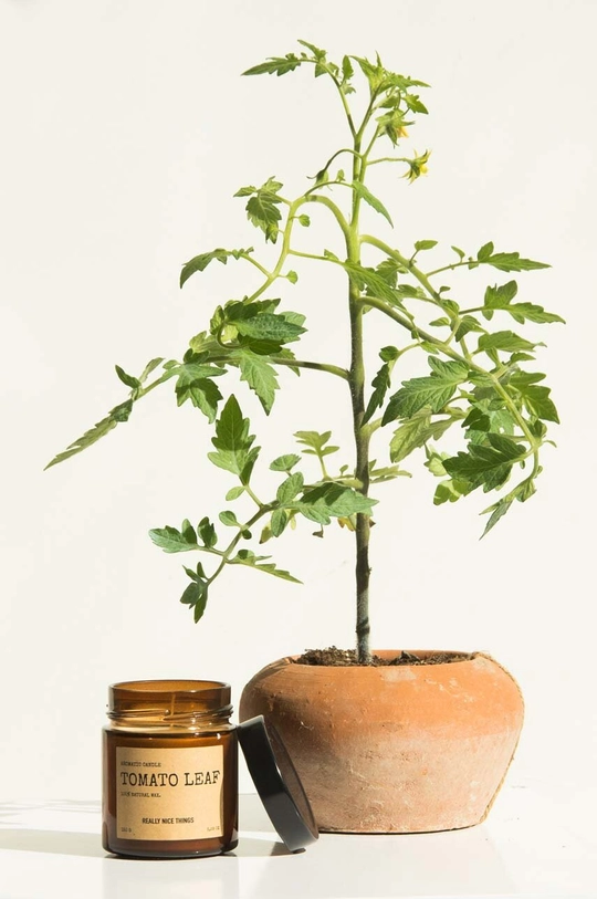 Really Nice Things set di candele profumate Tomato Leaf & Oregano 2 x 100 g pacco da 2
